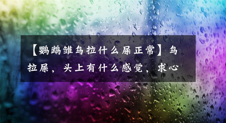 【鹦鹉雏鸟拉什么屎正常】鸟拉屎,头上有什么感觉,求心灵的影子面积。