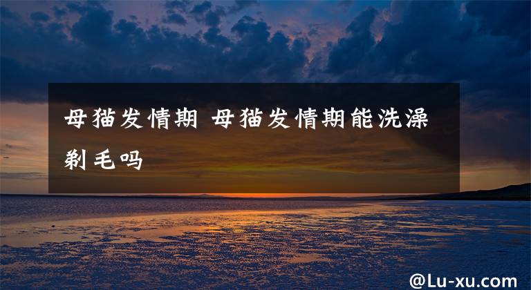 母猫发情期 母猫发情期能洗澡剃毛吗