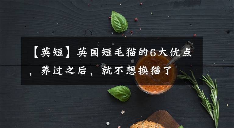 【英短】英国短毛猫的6大优点，养过之后，就不想换猫了