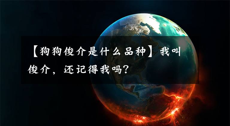 【狗狗俊介是什么品种】我叫俊介,还记得我吗?