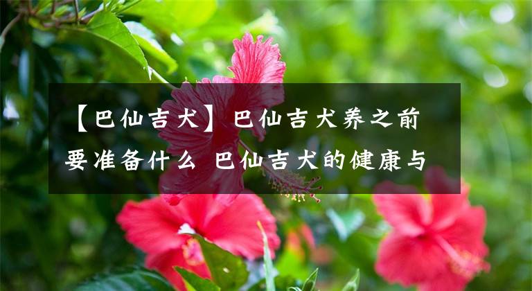 【巴仙吉犬】巴仙吉犬养之前要准备什么 巴仙吉犬的健康与运动