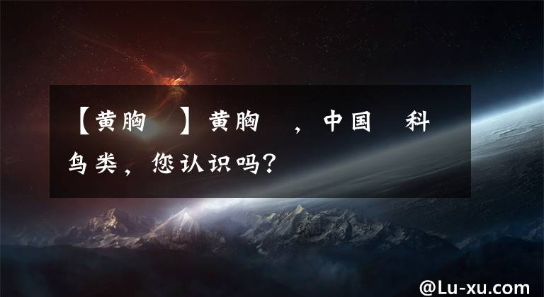 【黄胸鹀】黄胸鹀，中国鹀科鸟类，您认识吗？