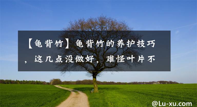 【龟背竹】龟背竹的养护技巧，这几点没做好，难怪叶片不开背