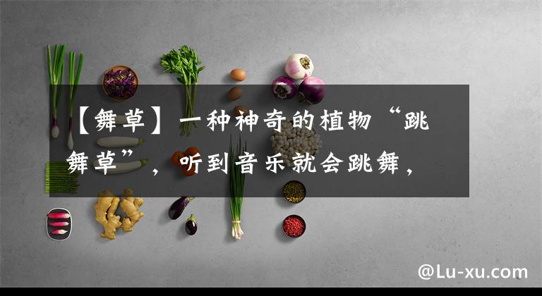 【舞草】一种神奇的植物“跳舞草”,听到音乐就会跳舞,非常的好玩