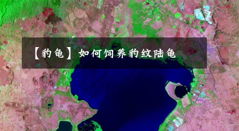 【豹龟】如何饲养豹纹陆龟