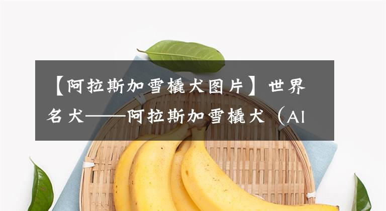 【阿拉斯加雪橇犬图片】世界名犬——阿拉斯加雪橇犬（Alaskan Malamute）