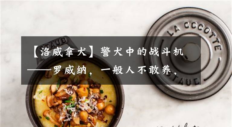 【洛威拿犬】警犬中的战斗机——罗威纳，一般人不敢养，怕你难以招架