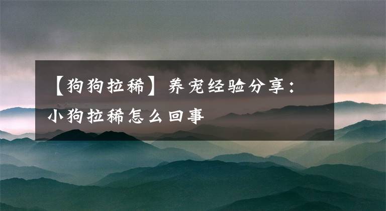 【狗狗拉稀】养宠经验分享：小狗拉稀怎么回事