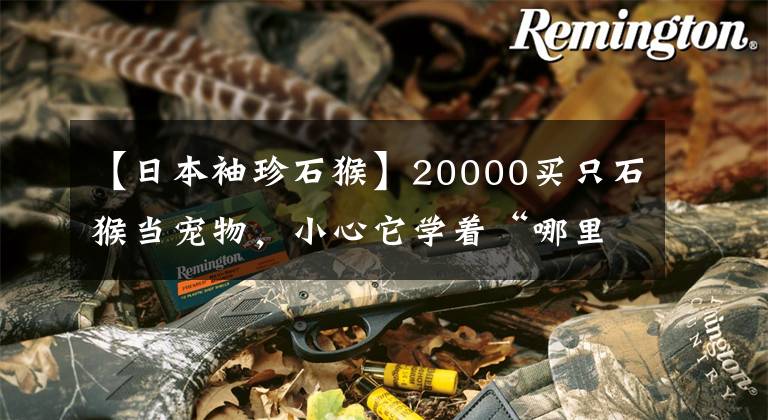 【日本袖珍石猴】20000买只石猴当宠物，小心它学着“哪里不会点哪里，so，easy”