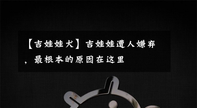 【吉娃娃犬】吉娃娃遭人嫌弃，最根本的原因在这里