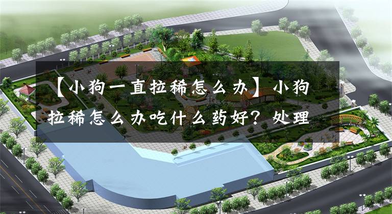 【小狗一直拉稀怎么办】小狗拉稀怎么办吃什么药好？处理拉稀应该采取的4大措施参考