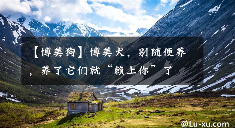 【博美狗】博美犬，别随便养，养了它们就“赖上你”了