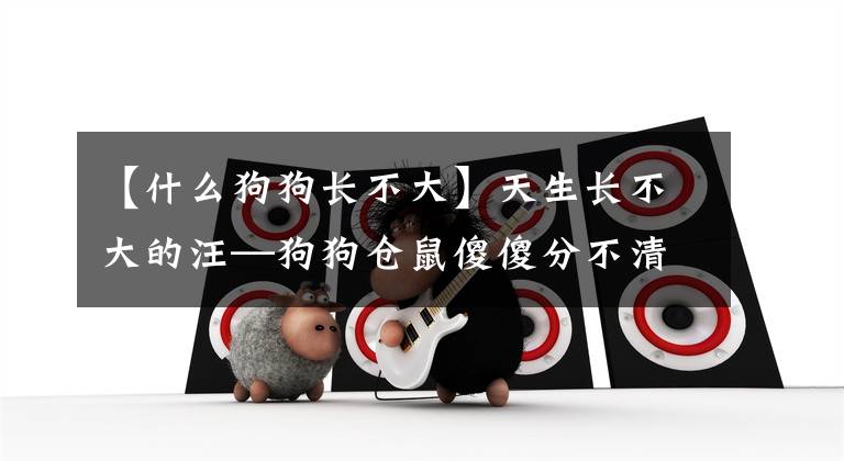 【什么狗狗长不大】天生长不大的汪—狗狗仓鼠傻傻分不清楚