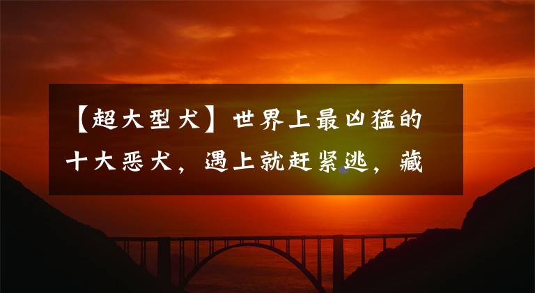 【超大型犬】世界上最凶猛的十大恶犬,遇上就赶紧逃,藏獒只能排到第二