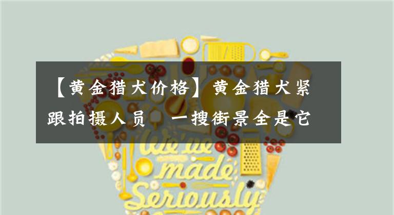 【黄金猎犬价格】黄金猎犬紧跟拍摄人员　一搜街景全是它「导览萌身影」