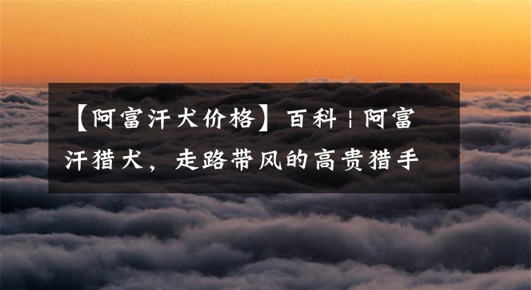 【阿富汗犬价格】百科 | 阿富汗猎犬,走路带风的高贵猎手