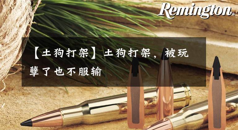 【土狗打架】土狗打架，被玩孽了也不服输