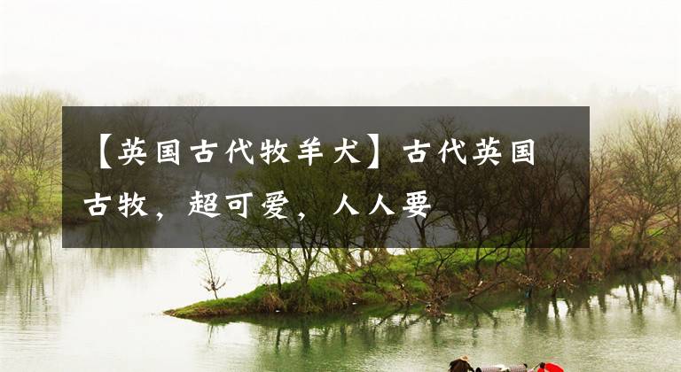 【英国古代牧羊犬】古代英国古牧,超可爱,人人要