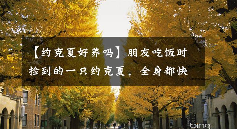 【约克夏好养吗】朋友吃饭时捡到的一只约克夏，全身都快没有一块好皮！