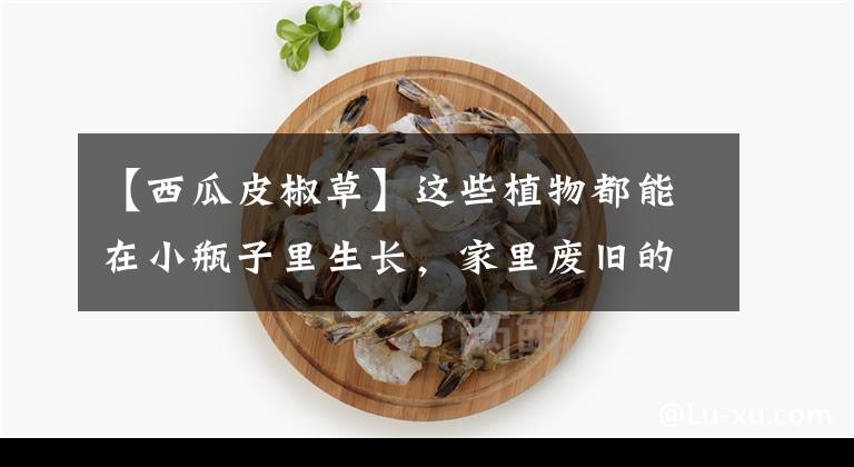 【西瓜皮椒草】这些植物都能在小瓶子里生长，家里废旧的玻璃容器都用来养花