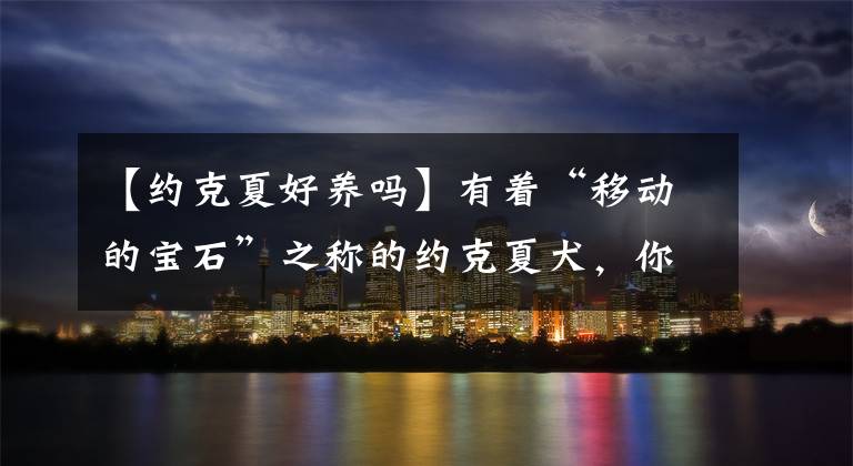 【约克夏好养吗】有着“移动的宝石”之称的约克夏犬，你喜欢吗？