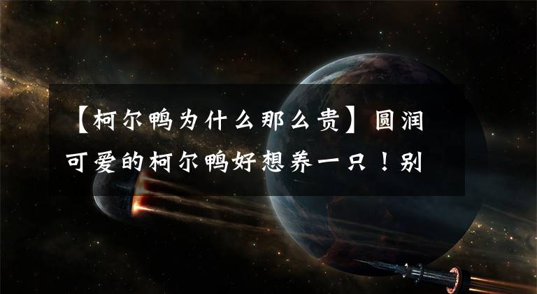 【柯尔鸭为什么那么贵】圆润可爱的柯尔鸭好想养一只！别急，养之前要三思