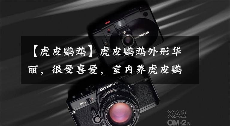 【虎皮鹦鹉】虎皮鹦鹉外形华丽，很受喜爱，室内养虎皮鹦鹉对人体有害吗