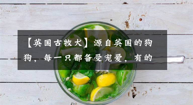 【英国古牧犬】源自英国的狗狗，每一只都备受宠爱，有的还上了电视！
