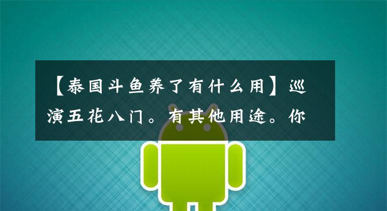 【泰国斗鱼养了有什么用】巡演五花八门。有其他用途。你知道吗？