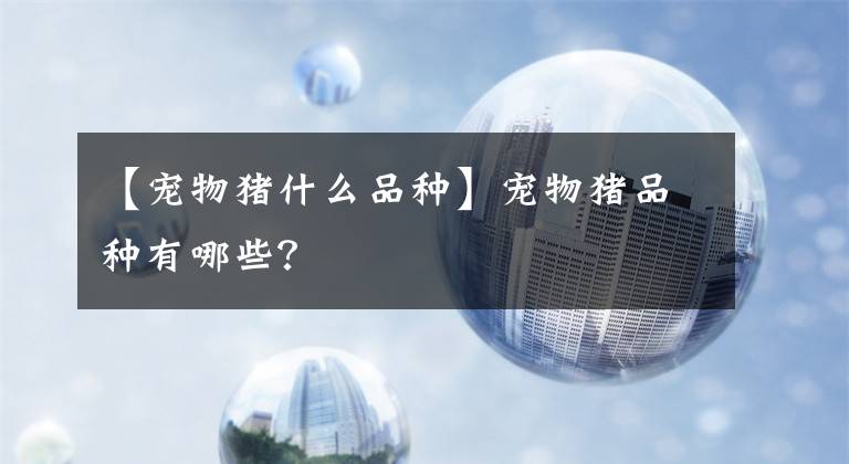 【宠物猪什么品种】宠物猪品种有哪些?