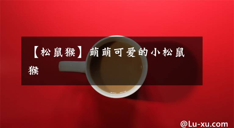 【松鼠猴】萌萌可爱的小松鼠猴