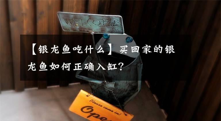 【银龙鱼吃什么】买回家的银龙鱼如何正确入缸？