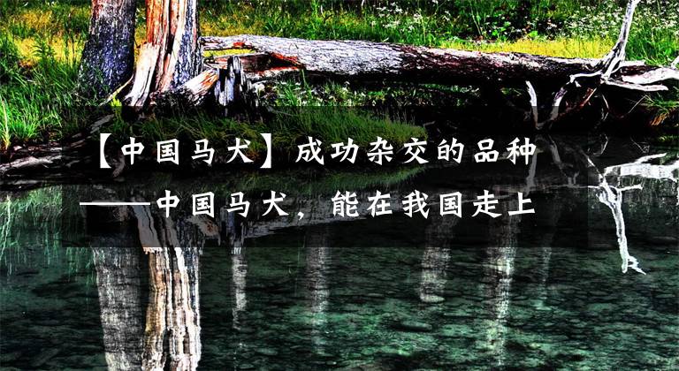 【中国马犬】成功杂交的品种——中国马犬，能在我国走上正轨吗？