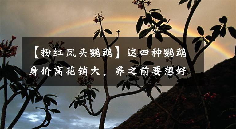 【粉红凤头鹦鹉】这四种鹦鹉身价高花销大,养之前要想好,其中一种有钱未必买得到