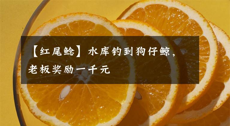 【红尾鲶】水库钓到狗仔鲸，老板奖励一千元
