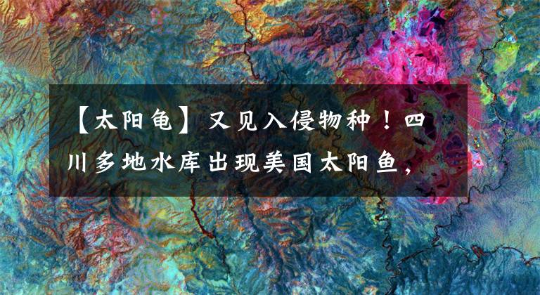 【太阳龟】又见入侵物种！四川多地水库出现美国太阳鱼，日本曾为此头疼不已