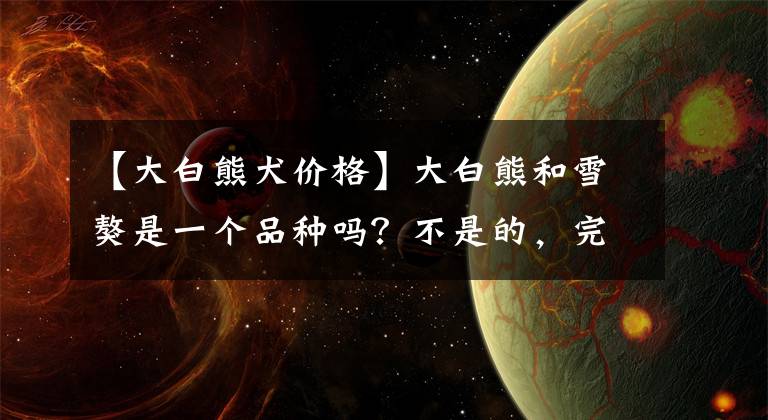 【大白熊犬价格】大白熊和雪獒是一个品种吗?不是的,完全不同的两个品种