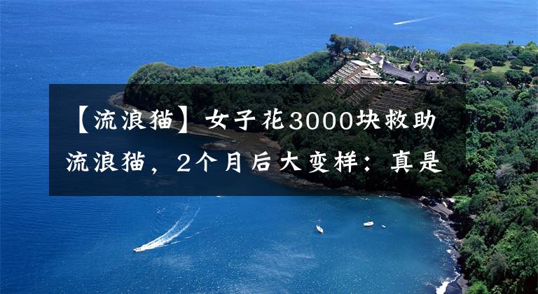 【流浪猫】女子花3000块救助流浪猫,2个月后大变样:真是捡到宝贝了呀