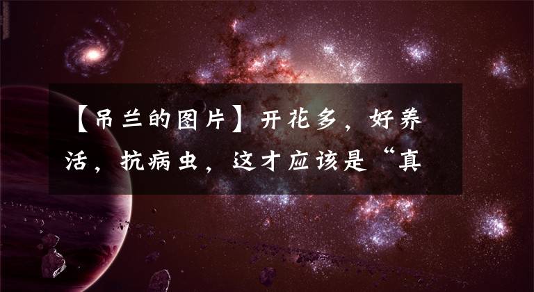 【吊兰的图片】开花多，好养活，抗病虫，这才应该是“真正网红花”