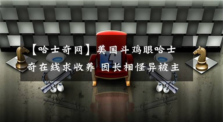 【哈士奇网】美国斗鸡眼哈士奇在线求收养 因长相怪异被主人抛弃