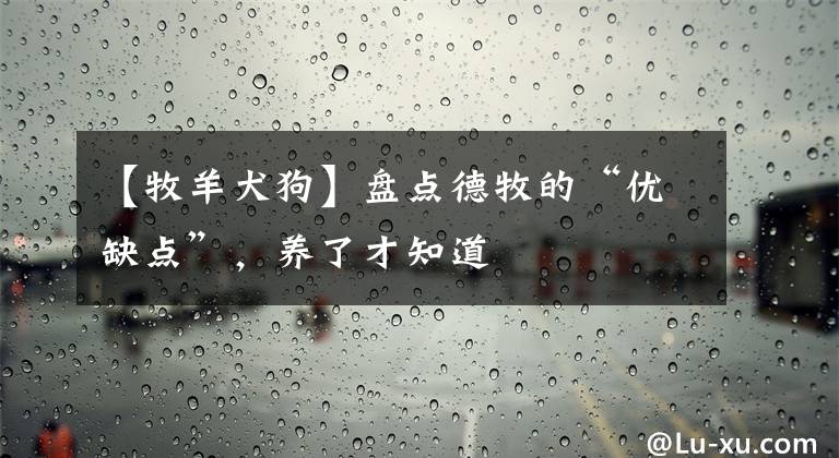 【牧羊犬狗】盘点德牧的“优缺点”，养了才知道