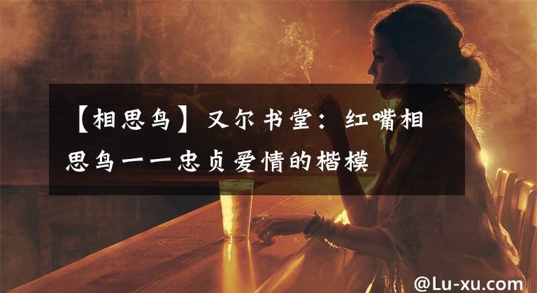 【相思鸟】又尔书堂:红嘴相思鸟一一忠贞爱情的楷模