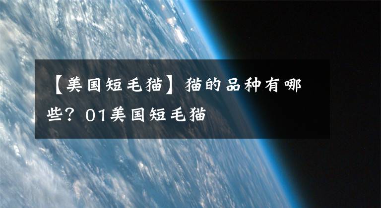 【美国短毛猫】猫的品种有哪些?01美国短毛猫
