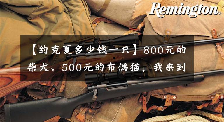 【约克夏多少钱一只】800元的柴犬、500元的布偶猫，我来到了宠物们的“人间炼狱”