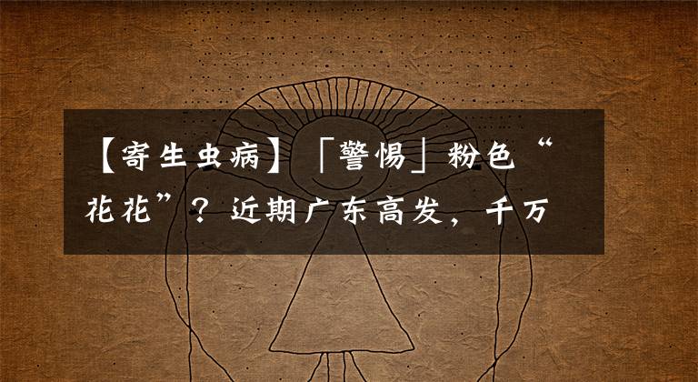 【寄生虫病】「警惕」粉色“花花”？近期广东高发，千万别碰！寄生虫可达6000多条