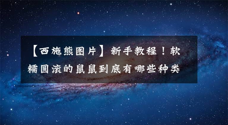 【西施熊图片】新手教程！软糯圆滚的鼠鼠到底有哪些种类