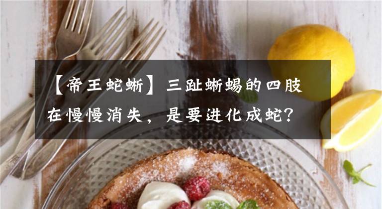 【帝王蛇蜥】三趾蜥蜴的四肢在慢慢消失，是要进化成蛇？还是退化成蛇？