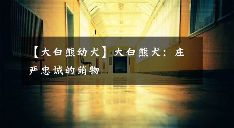 【大白熊幼犬】大白熊犬:庄严忠诚的萌物