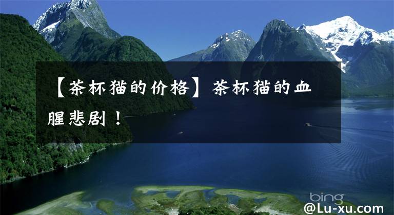 【茶杯猫的价格】茶杯猫的血腥悲剧！