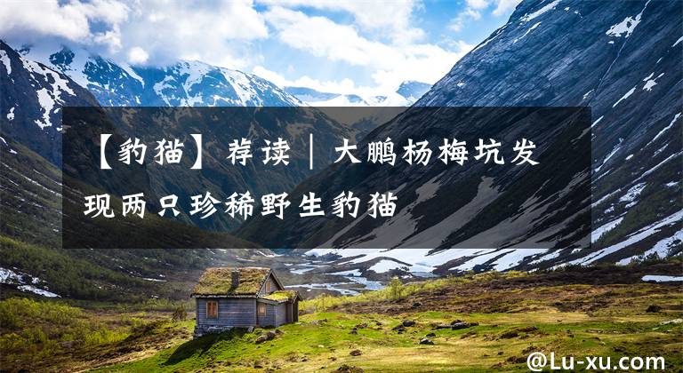 【豹猫】荐读|大鹏杨梅坑发现两只珍稀野生豹猫